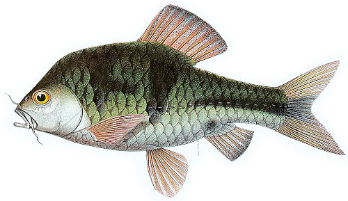 Spanner barb